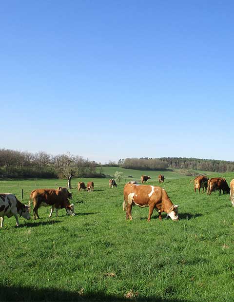 Die Tierwerkstatt betreut u.a. viele Kühe auf unseren weiten Wiesenflächen