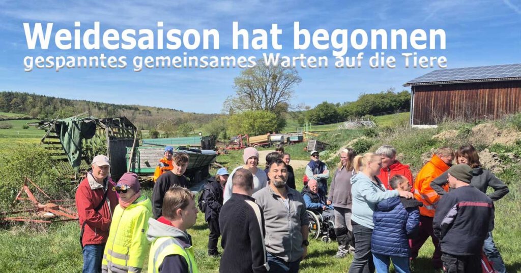 Die Weidesaison am Hausenhof hat begonnen. Gespanntes Warten auf die Kühe, die sich auf das saftige Grün freuen