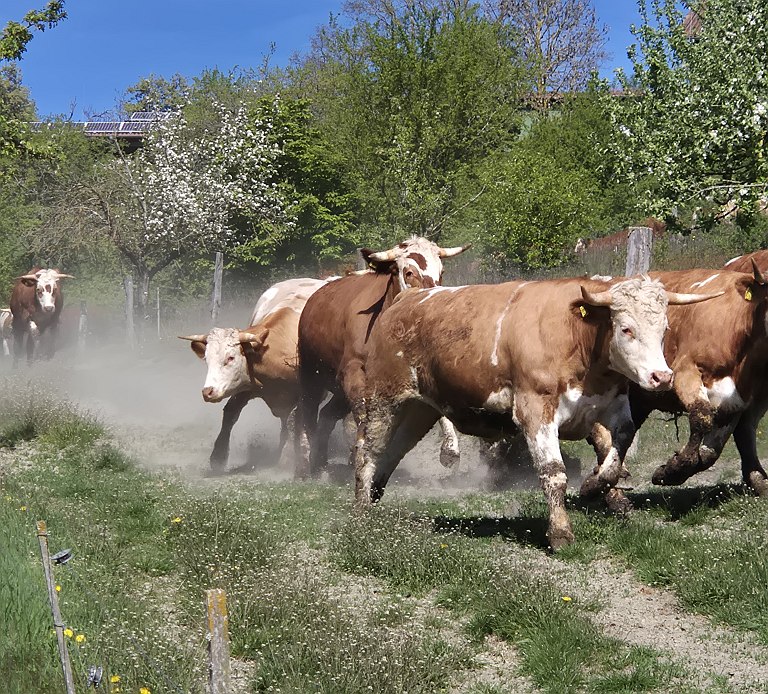 Am Hausenhof hat die lang ersehnte Weidesaison begonnen: Endlich durften unsere Kühe wieder auf die saftigen Frühlingswiesen. Kaum öffnete sich das Tor, stürmte die Herde voller Energie hinaus ins Freie. Mit ausgelassenen Sprüngen, neugierigen Blicken und sichtbarer Begeisterung erkundeten sie ihr Weideland – jede wollte die Erste sein. Auch für die Bewohnerinnen, Bewohner und Mitarbeitenden des Hausenhofs war dieser Moment ein besonderes Erlebnis. Viele verfolgten das fröhliche Treiben mit großer Freude und staunten darüber, wie lebhaft und „aufgeregt“ die Tiere den Start in die Weidesaison feierten.